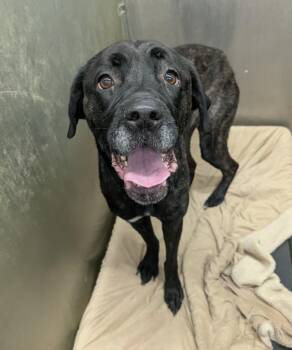 Debbie -  Cane Corso and Great Dane Dog Available for Adoption in La Porte, Indiana - Debbie | PetCurious