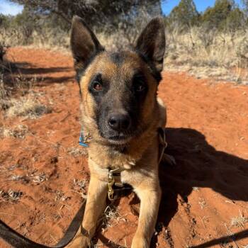 Belgian Shepherd Malinois Dogs Available for Adoption - Wolfgang | PetCurious