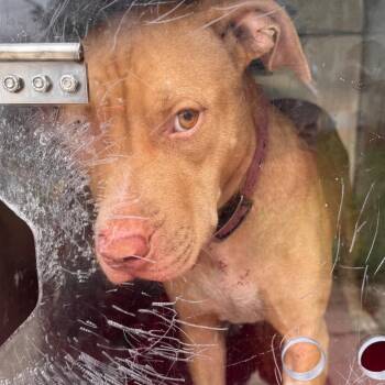 Starlight -  Pit Bull Terrier Dog for Adoption in Philadelphia, Pennsylvania - Starlight | PetCurious