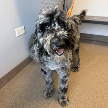 Poodle and Labrador Retriever Dogs Available for Adoption in South Elgin, Illinois - Rip | PetCurious