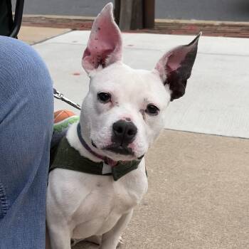 Boston Terrier and Pit Bull Terrier Dogs Available for Adoption in Elizabethtown, Pennsylvania - Chex | PetCurious