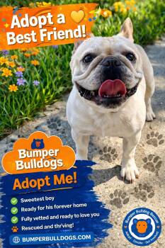 French Bulldog Dogs Available for Adoption in Palm Coast, Florida - Bingo | PetCurious