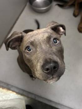 Lychee -  Pit Bull Terrier and Mixed Breed Dog for Adoption in Bellevue, Washington - Lychee | PetCurious