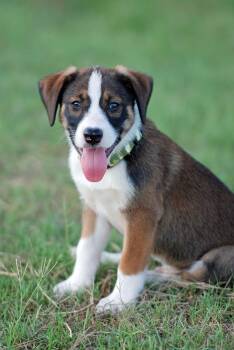 Badger -  Australian Shepherd and Boxer Dog for Adoption in Madisonville, Texas - Badger | PetCurious
