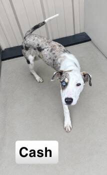 Cash -  Hound Dog for Adoption in Manchester, Connecticut - Cash | PetCurious