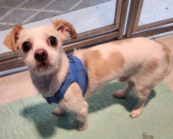 Chihuahua Dogs Available for Adoption - Kobe | PetCurious