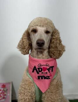 Bo Peep-One of our Amazing Rescue Dogs -  Goldendoodle and Labradoodle Dog for Adoption in Carlsbad, California - Bo Peep-One Of Our Amazing Rescue Dogs | PetCurious