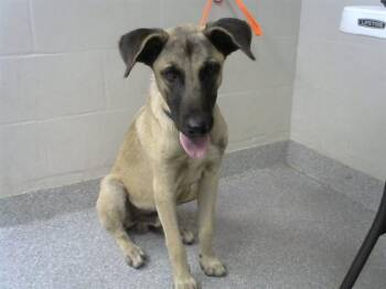 SCOOBA STEVE -  Labrador Retriever and Mixed Breed Dog for Adoption in Pasadena, Texas - SCOOBA STEVE | PetCurious