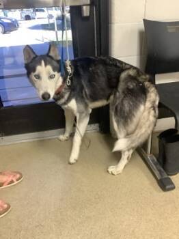 Rescue Husky and Mixed Breed Dogs for Adoption in Fort Worth, Texas - 59803490 | PetCurious
