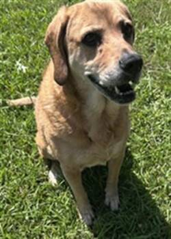 EMMA -  Labrador Retriever and Bloodhound Dog for Adoption in Grovetown, Georgia - EMMA | PetCurious