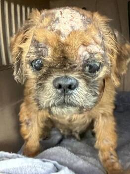 Winnie -  Shih Tzu Dog for Adoption in Larkfield-wikiup, California - Winnie | PetCurious