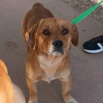 Dachshund Dogs Available for Adoption - WAGS-Stray-20906 | PetCurious