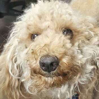 Nova -  Miniature Poodle and Mixed Breed Dog for Adoption in Chicago, Illinois - Nova | PetCurious