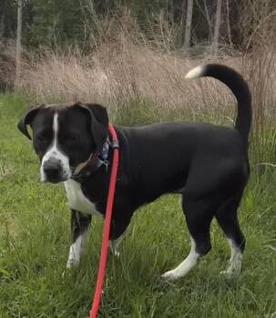 CORKY -  Labrador Retriever and Pit Bull Terrier Dog for Adoption in Leesburg, Virginia - CORKY | PetCurious