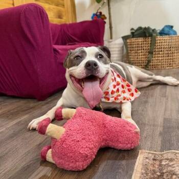 Star Light Star Bright -  American Bully and Pit Bull Terrier Dog for Adoption in Friendswood, Texas - Star Light Star Bright | PetCurious