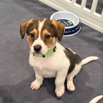 German Shorthaired Pointer and Bloodhound Dogs Available for Adoption in Spring Hill, Tennessee - Dexter | PetCurious