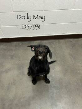 Dolly May -  Plott Hound Dog for Adoption in Clarksville, Tennessee - Dolly May | PetCurious