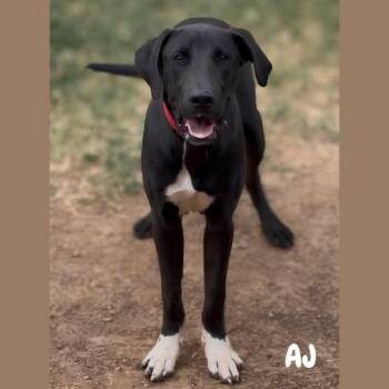 AJ -  Great Dane Dog for Adoption in Shreveport, Louisiana - AJ | PetCurious