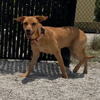 Sasha -  Mixed Breed Dog for Adoption in Englewood, Florida - Sasha | PetCurious
