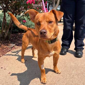 Taz -  Pit Bull Terrier and Corgi Dog for Adoption in Stillwater, Oklahoma - Taz | PetCurious