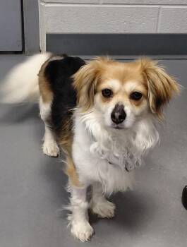 Chihuahua and Spaniel Dogs Available for Adoption - Bella | PetCurious
