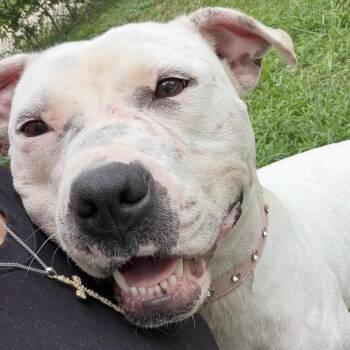 Mae Mae -  Pit Bull Terrier Dog for Adoption in Krum, Texas - Mae Mae | PetCurious