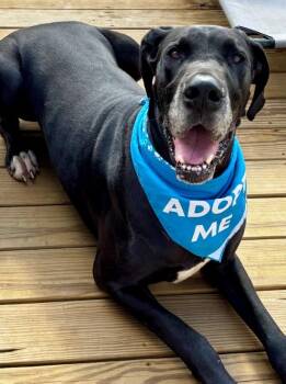 Great Dane Dogs Available for Adoption in Joppa, Alabama - Walker | PetCurious