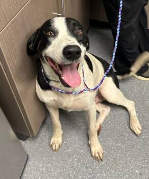 Dozer -  Hound and Mixed Breed Dog for Adoption in Greenfield, Indiana - Dozer | PetCurious