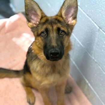 Gwen -  German Shepherd Dog Dog for Adoption in Las Vegas, Nevada - Gwen | PetCurious