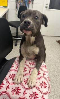Parakeet -  Pit Bull Terrier and Mixed Breed Dog for Adoption in Kansas City, Missouri - Parakeet | PetCurious