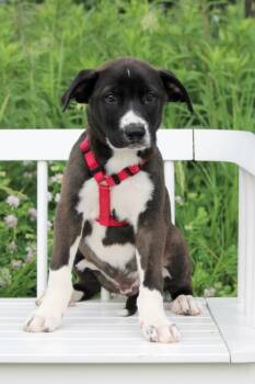 Rescue Shepherd and Labrador Retriever Dogs for Adoption in Savage, Minnesota - Luxury Car LItter - Mercedes Benz | PetCurious