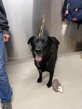 REGINA -  Husky and Labrador Retriever Dog for Adoption in Fairbanks, Alaska - REGINA | PetCurious