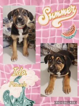 Australian Shepherd Dogs Available for Adoption in Manchester, Connecticut - Ida | PetCurious