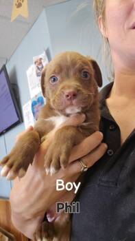 Phil -  Mixed Breed Dog for Adoption in Marion, Ohio - Phil | PetCurious