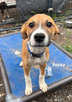 Mixed Breed Dogs Available for Adoption in Glenpool, Oklahoma - ROCKY | PetCurious
