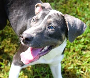 Rescue Hound Dogs for Adoption in Mobile, Alabama - McGriddle | PetCurious