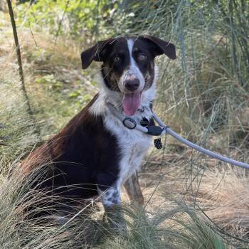 Peaches -  Australian Shepherd and Mixed Breed Dog for Adoption in Riverside, California - Peaches | PetCurious