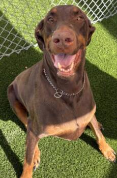 TEXAS -  Doberman Pinscher Dog for Adoption in Texas City, Texas - TEXAS | PetCurious