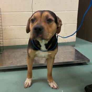 Mixed Breed Dogs Available for Adoption - Tie | PetCurious