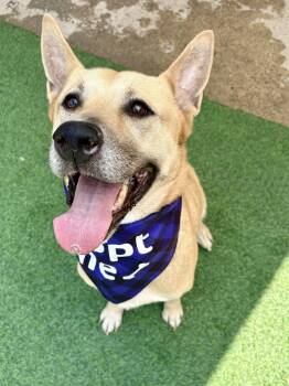 German Shepherd Dog and Black Mouth Cur Dogs Available for Adoption - Misty Love | PetCurious