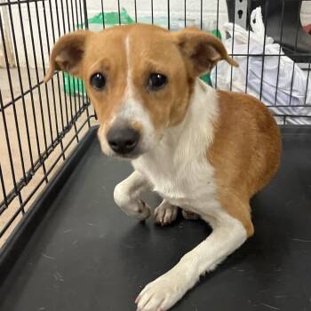 Momo -  Shepherd Dog for Adoption in Edinburg, Texas - Momo | PetCurious