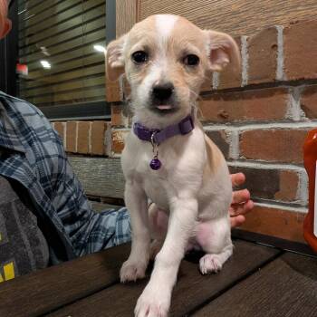 Chihuahua and Terrier Dogs Available for Adoption - Jeanete Baker OS CA | PetCurious