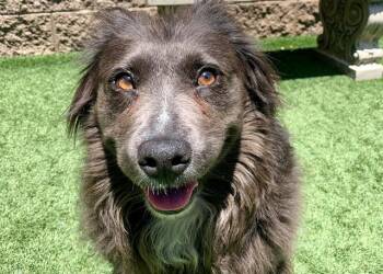 Border Collie Dogs Available for Adoption in Moreno Valley, California - LADY | PetCurious