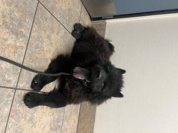Charlie Chocolate Chow -  Chow Chow Dog for Adoption in Manhattan Beach, California - Charlie Chocolate Chow | PetCurious