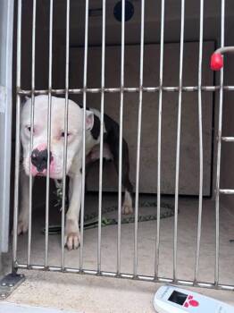 American Staffordshire Terrier and Mixed Breed Dogs Available for Adoption in Oklahoma City, Oklahoma - SLUGGO | PetCurious