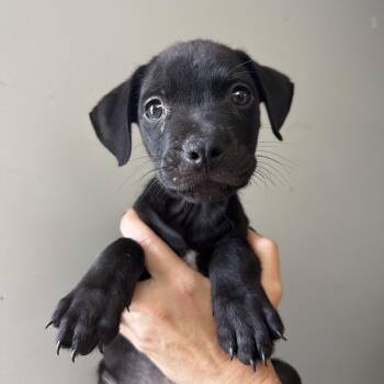 Munchkin -  Mixed Breed Dog for Adoption in Columbia, South Carolina - Munchkin | PetCurious