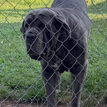 Bella -  Neapolitan Mastiff Dog for Adoption in Rossville, Georgia - Bella | PetCurious