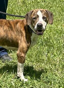 Rescue Boxer and Hound Dogs for Adoption in Beech Bottom, West Virginia - GEORGE | PetCurious