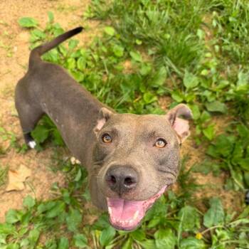 Shay -  Pit Bull Terrier and Mixed Breed Dog for Adoption in Fairmont, West Virginia - Shay | PetCurious