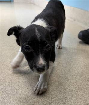 TRIXIE -  Feist and Mixed Breed Dog for Adoption in Newton, North Carolina - TRIXIE | PetCurious